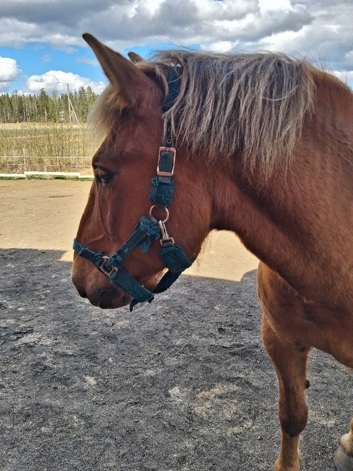 Niilo