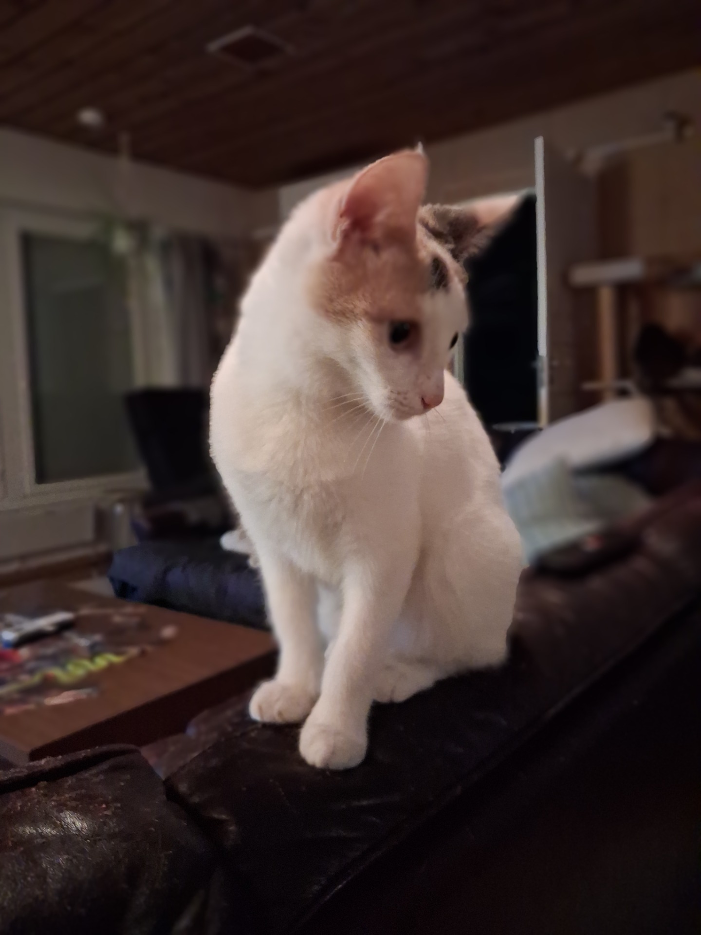Hana